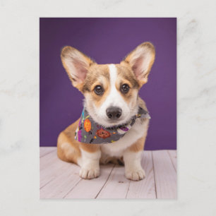 Carte Postale Animaux de bébés cutest   Halloween Corgi