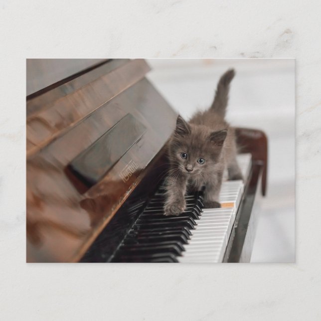 Carte Postale Animaux de bébés cutest | Kitten sur piano (Devant)