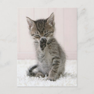 Carte Postale Animaux de bébés cutest   Licking Tabby Kitten