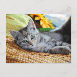 Carte Postale Animaux de bébés cutest   Lounge Kitten