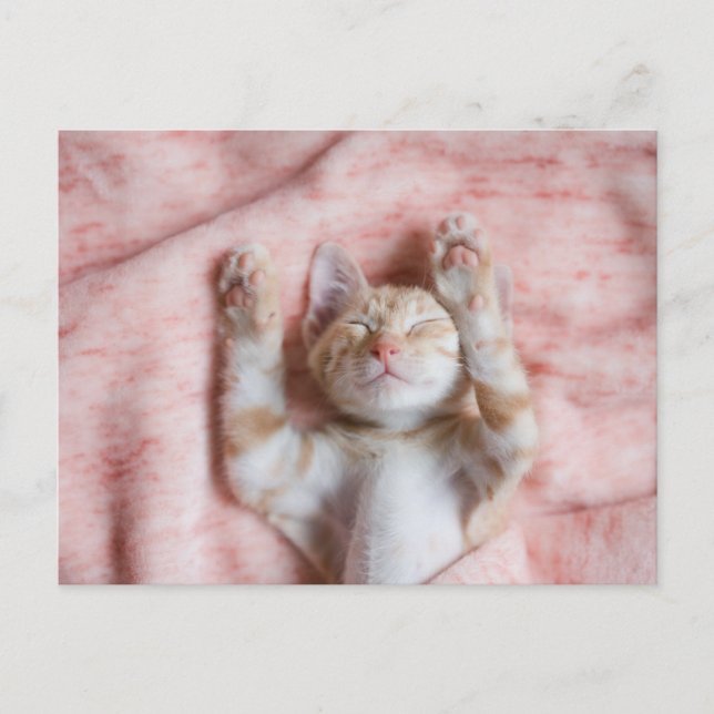 Carte Postale Animaux de bébés cutest | Minuscule chaton rayé or (Devant)