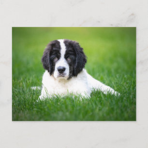 Carte Postale Animaux de bébés cutest   Newfoundland Puppy