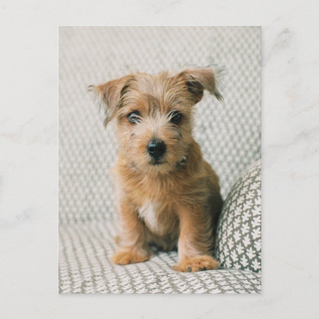 Carte Postale Animaux de bébés cutest | Norfolk Terrier Puppy (Devant)