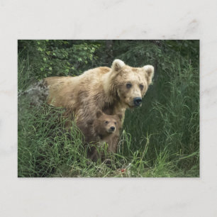 Carte Postale Animaux de bébés cutest Ours Mama Ours et ses pe