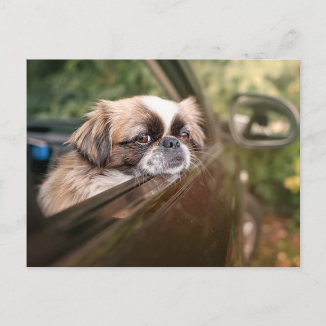 Carte Postale Animaux de bébés cutest | Pekingese Chiot en voitu (Devant)