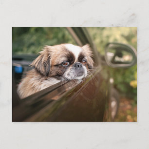 Carte Postale Animaux de bébés cutest Pekingese Chiot en voitu