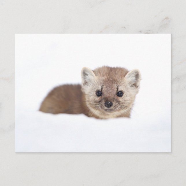 Carte Postale Animaux de bébés cutest | Pine Marten (Devant)
