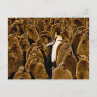 Animaux de bébés cutest | Pingouin parmi les jeune