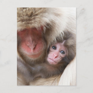 Carte Postale Animaux de bébés cutest   Singe des neiges