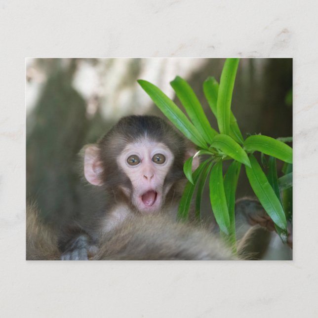 Carte Postale Animaux de bébés cutest | Singe des neiges surpris (Devant)
