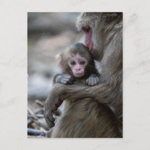 Carte Postale Animaux de bébés cutest Singe et bébé japonais