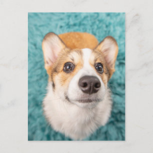 Carte Postale Animaux de bébés cutest   Sweet Corgi Puppy Face
