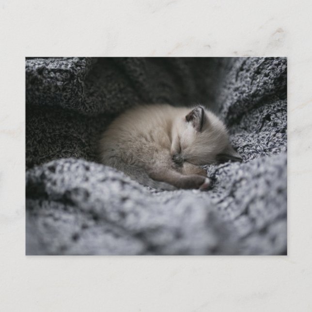 Carte Postale Animaux de bébés cutest | Tiny Kitten Dormir (Devant)