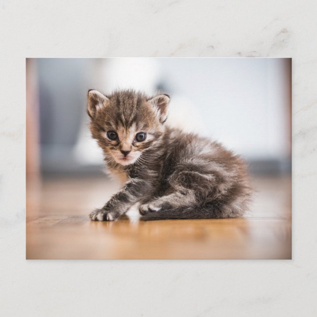 Carte Postale Animaux de bébés cutest | Tiny Tabby Kitten (Devant)