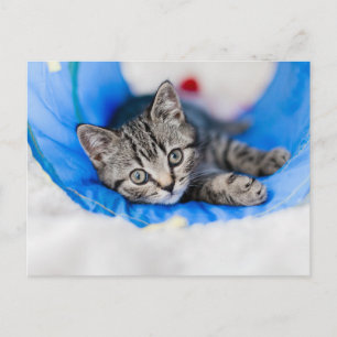 Carte Postale Animaux de bébés cutest   Tunnel Tabby Kitten en J