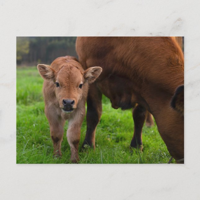 Carte Postale Animaux de bébés cutest | Vache et veau (Devant)