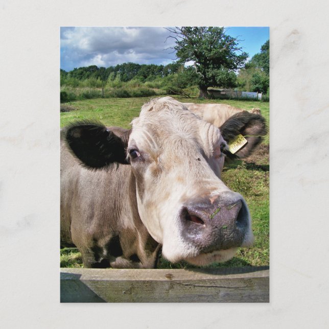 CARTE POSTALE ANIMAUX DE LA FERME, VACHE COUPÉE (Devant)
