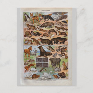 Carte Postale Animaux historiques vintages avec fourrure ou chev
