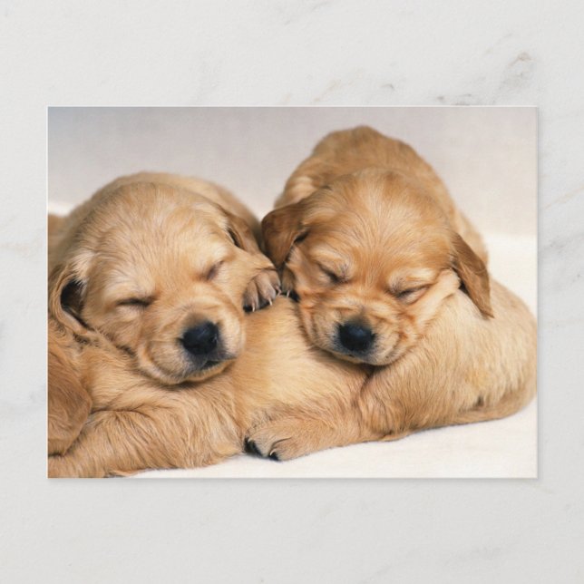 Carte Postale Animaux, Marionnettes mignonnes (Devant)