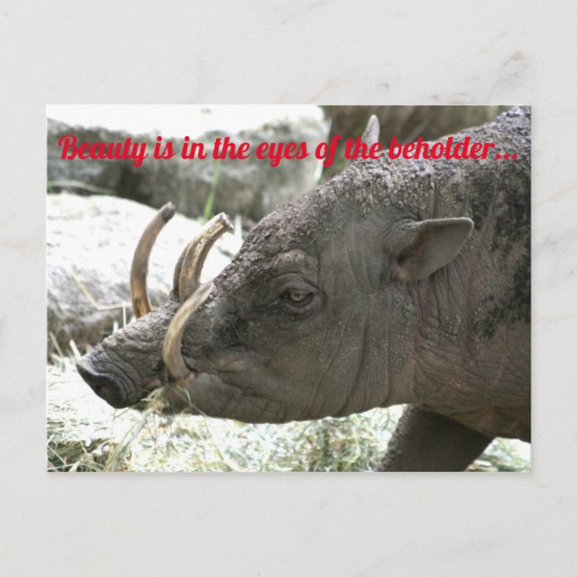 Carte Postale Animaux moches, Babirusa (Devant)