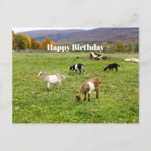 Carte Postale Animaux Pasture de chèvres Vermont Photo Anniversa