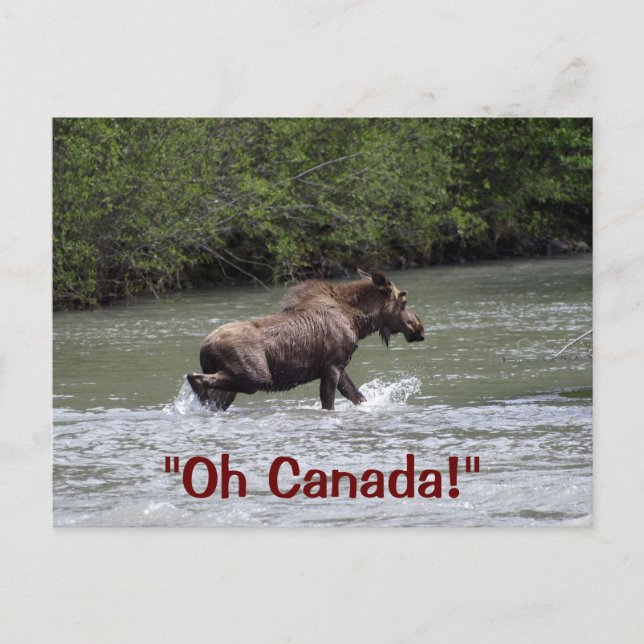 Carte Postale Animaux sauvages de l'orignal canadien (Devant)