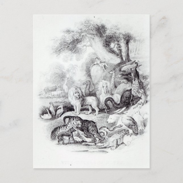 Carte Postale Animaux sauvages de 'Une histoire de la Terre (Devant)