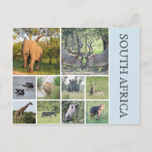Carte Postale animaux sud-africains