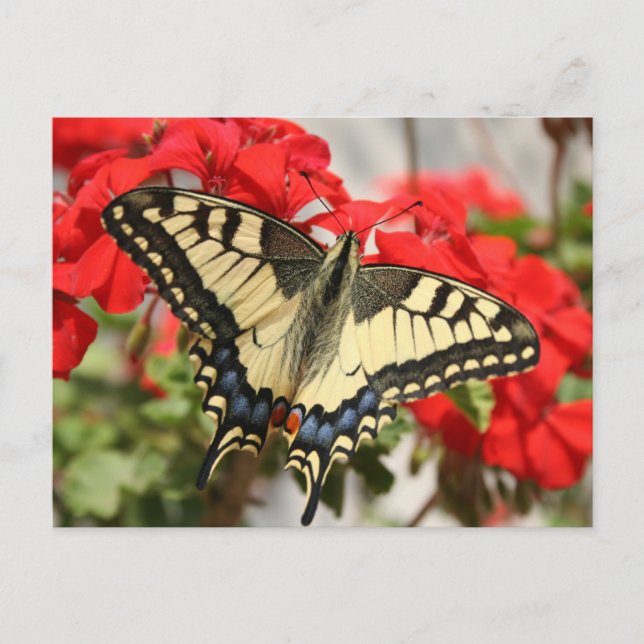 Carte postale Anise Swallowtail (Devant)