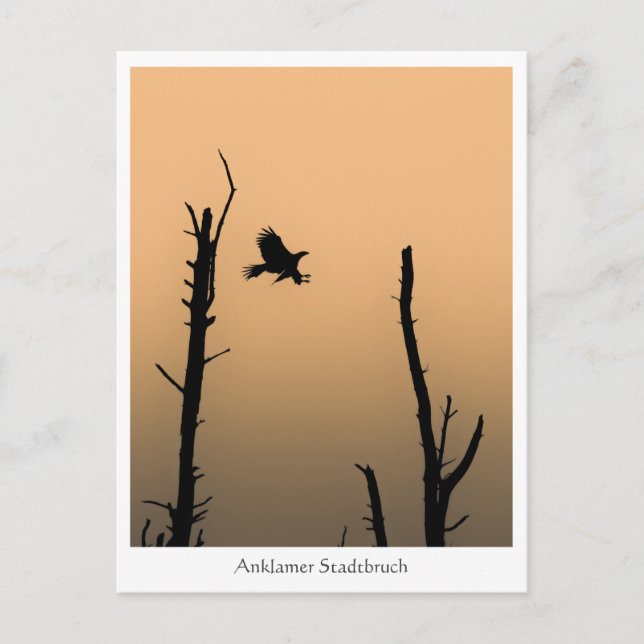 Carte Postale Anklamer Stadtbruch (Devant)