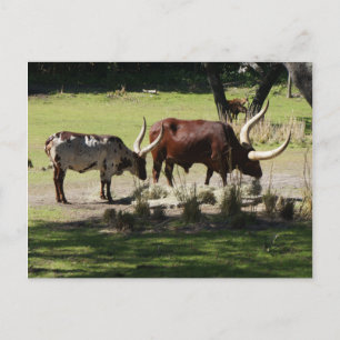 Carte postale Ankole Cattle