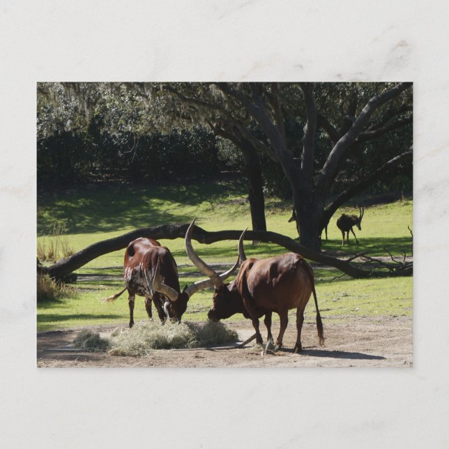 Carte postale Ankole Cattle #2 (Devant)