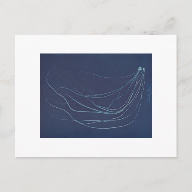 Carte Postale Anna Atkins : Cyanotype botanique (Devant)