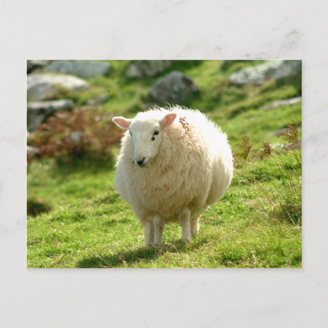 Carte Postale Anneau de mouton de Kerry (Devant)