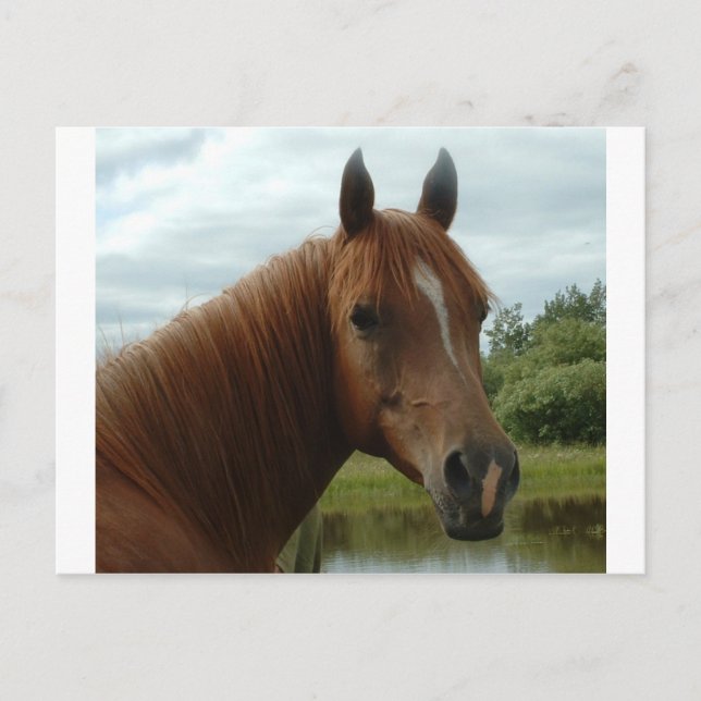 Carte Postale Anniversaire 012 (Devant)