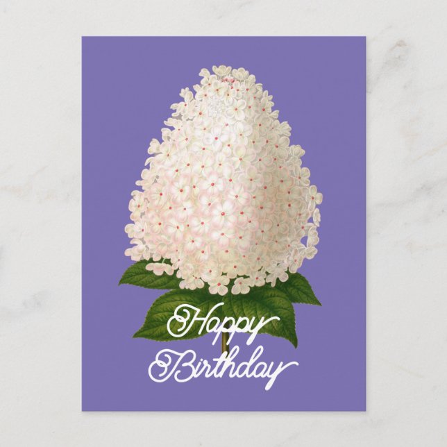 Carte Postale Anniversaire de l'élégante Hydrangea Paniculata Vi (Devant)
