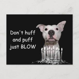 Carte Postale Anniversaire de Pitbull blanc