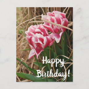Carte postale Anniversaire des tulipes blanches et