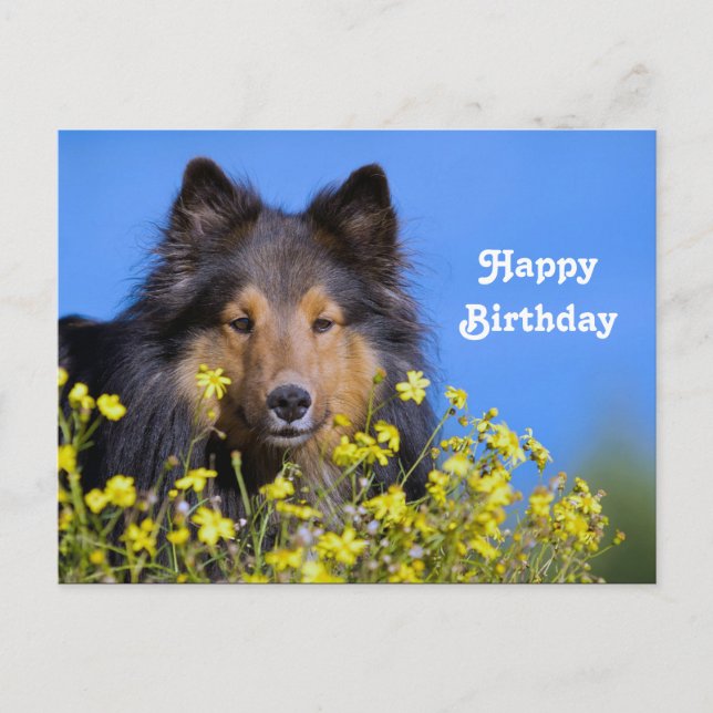 Carte Postale Anniversaire photo florale Sheltie (Devant)