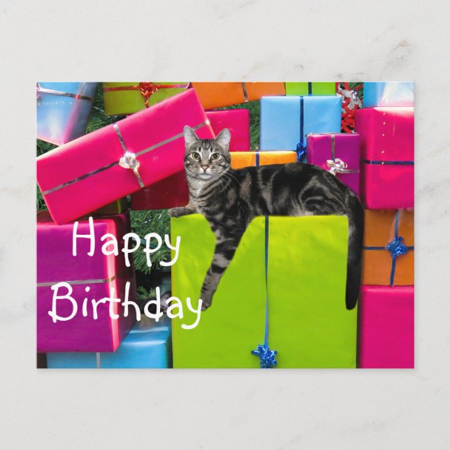 Carte Postale anniversaire tabby kitty cat (Devant)
