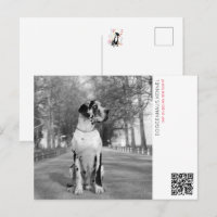 Annonce de chiots