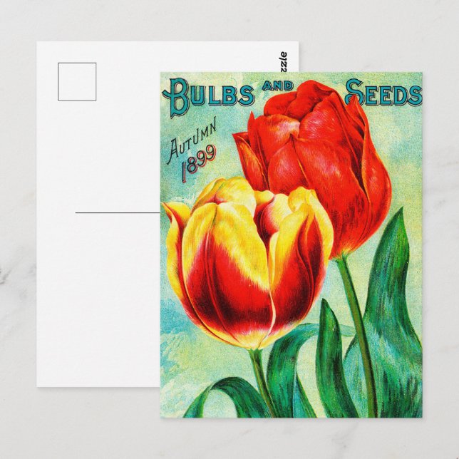 Carte Postale Annonce Jardin Antique, Tulipes Rouges Jaunes (Devant / Derrière)