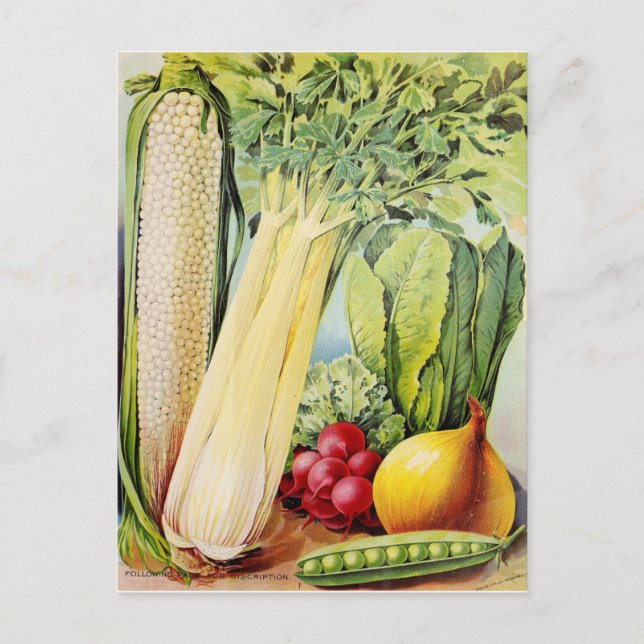 Carte Postale Annonce vintage de semences (Devant)