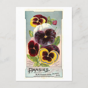 Carte Postale Annonce Vintage pour Ferry & Co. Pansy Seeds