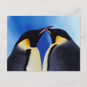 Carte Postale Antarctique, Empereur Penguins