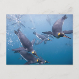 Carte Postale Antarctique, île de Géorgie du Sud (Royaume-Uni), 