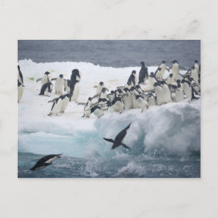 Carte Postale Antarctique, île Paulet. Pingouins d'Adelie