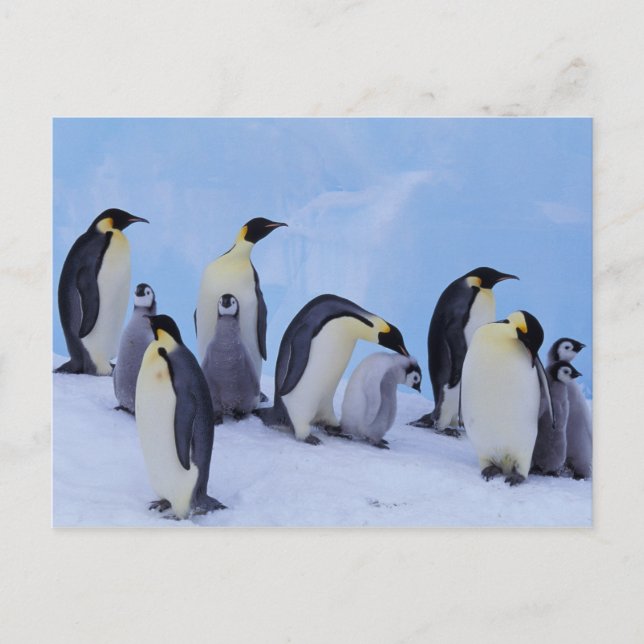 Carte Postale Antarctique, Manchots empereurs (Devant)