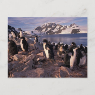 Carte Postale Antarctique, poussins de manchots Adélie
