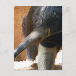Carte postale Anteater
